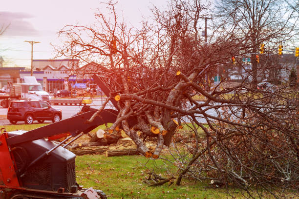 How Our Tree Care Process Works  in  Elmo, TX